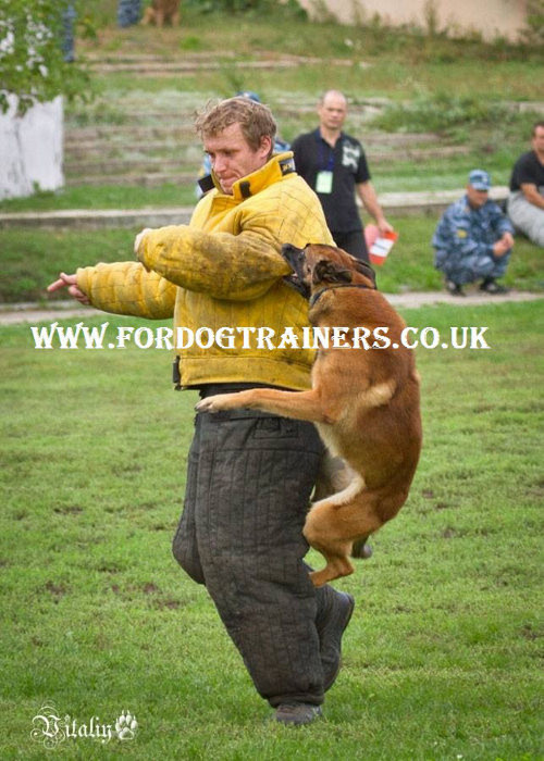 schutzhund dog training